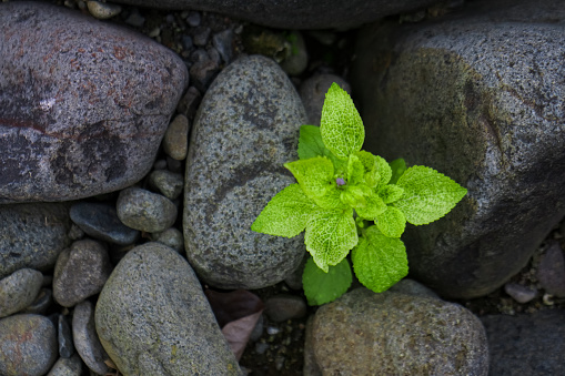 Wild plants grow among the volcanic rocks in the stream