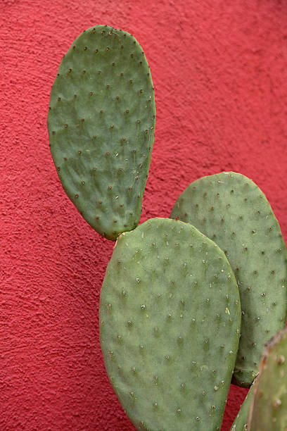 istock Burbank Prickly Pear Cactus Against Rose Adobe Wall 157104436