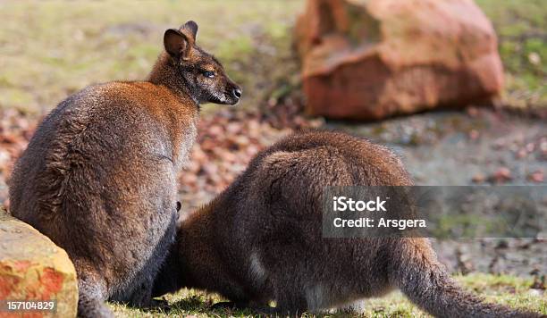 Zwei Wallabies Grasen In Der Wildnis Stockfoto und mehr Bilder von Fotografie - Fotografie, Horizontal, Im Freien