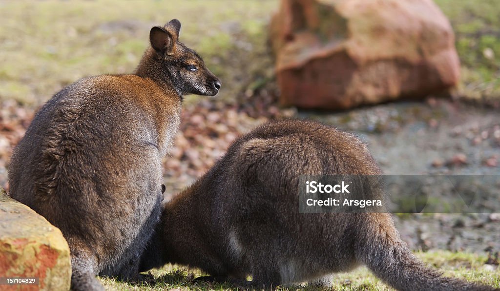 Deux wallabies brouter dans la nature sauvage - Photo de Animaux à l'état sauvage libre de droits