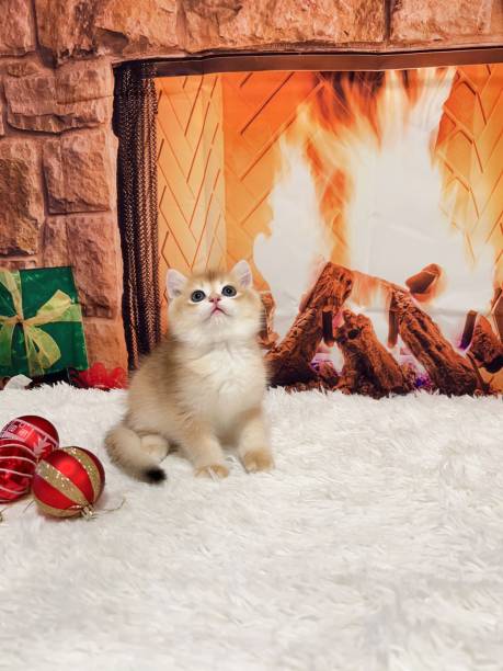 istock Cute kitten on a soft white rug in front of a cozy fireplace, looking content and comfortable 1571052610