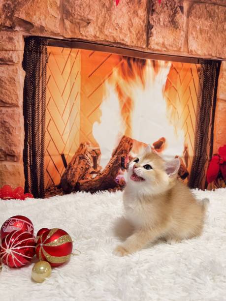 istock Cute kitten on a soft white rug in front of a cozy fireplace, looking content and comfortable 1571052622