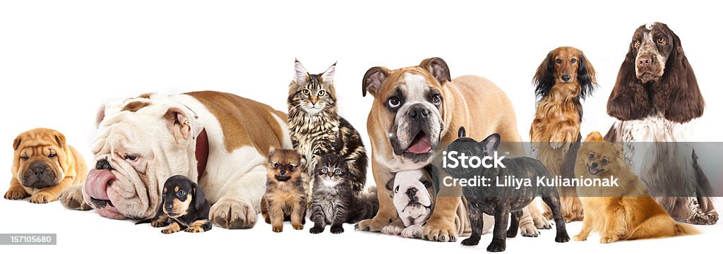 Groupe de chats et de chiens - Photo de Amitié libre de droits