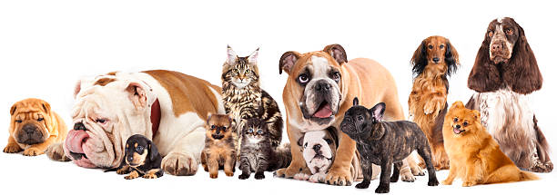 istock Group of cats and dogs 157105680