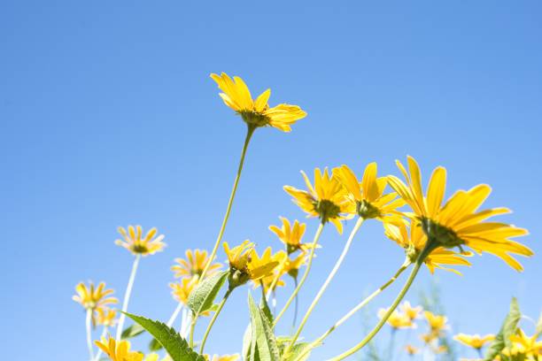 istock Vibrant yellow daisies against a bright blue sky 1571057465