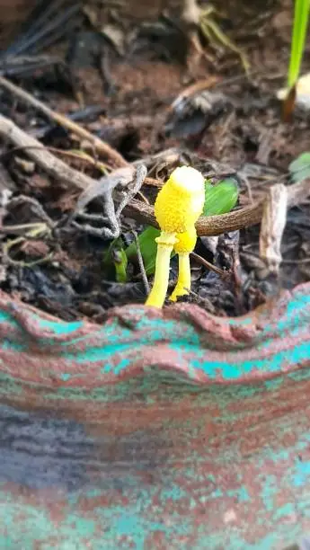 Plantpot dapperling growing in a garden pot on the second floor of a housing complex in Ratvaddo Navelim, which is part of Margao municipality of Salcete Taluka in South Goa in the Indian state of Goa.Leucocoprinus birnbaumii is a species of gilled mushroom in the family Agaricaceae. It is common in the tropics and subtropics. However, in temperate regions, it frequently occurs in greenhouses and flowerpots, hence its common names of flowerpot parasol and plantpot dapperling. It is considered to be toxic if consumed