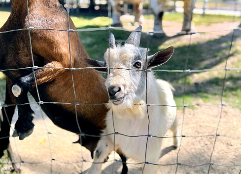 a photography of a goat and a goat are standing behind a fence, there are two goats that are standing behind a fence.