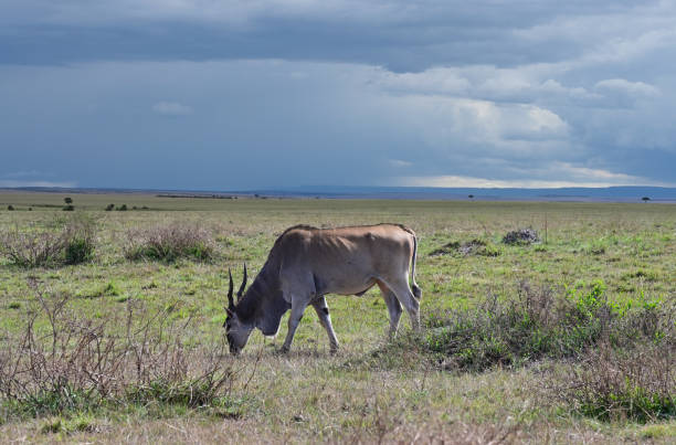 Common eland grazing in the savannah The common eland (Taurotragus oryx), also known as the southern eland or eland antelope grazing in the savannah. Kenya, Africa. giant eland stock pictures, royalty-free photos & images