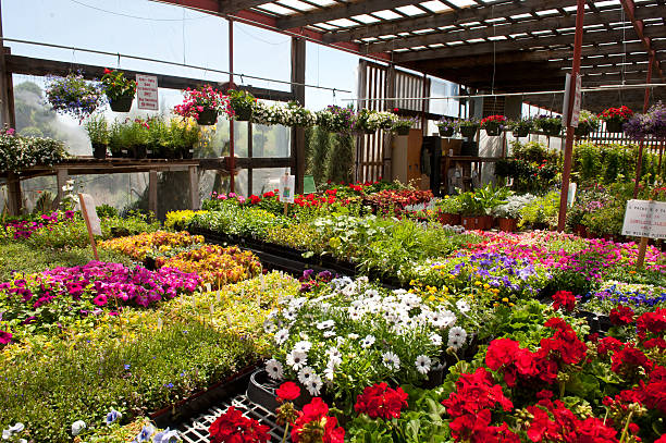 istock Garden Center Greenhouse 157106449