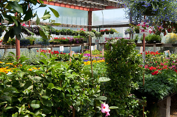 istock Garden Center Greenhouse 157106450
