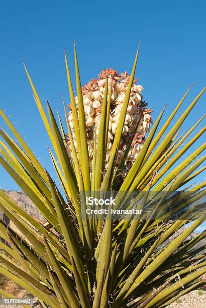 Blooming Yucca Stock Photo - Download Image Now - Arizona, California, Desert Area