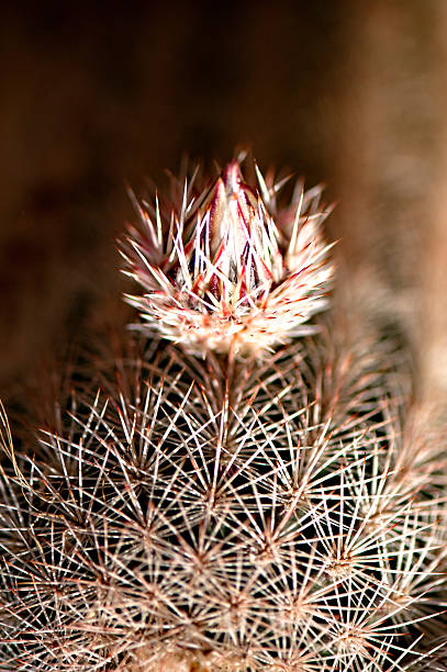 cactus bud - single flower flower desert new mexico fotografías e imágenes de stock