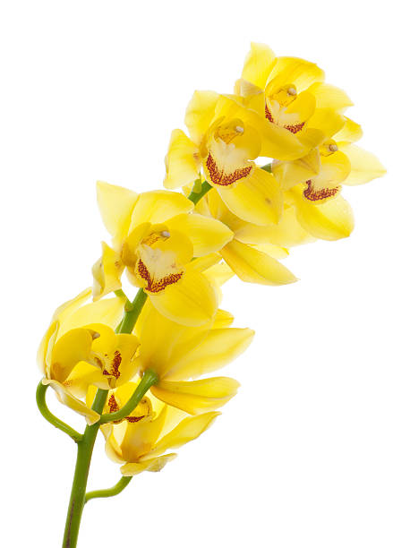 amarillo orchids - hawaiian orchid fotografías e imágenes de stock