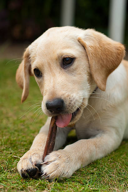 istock Labrador Puppy Eating Chew 157106738