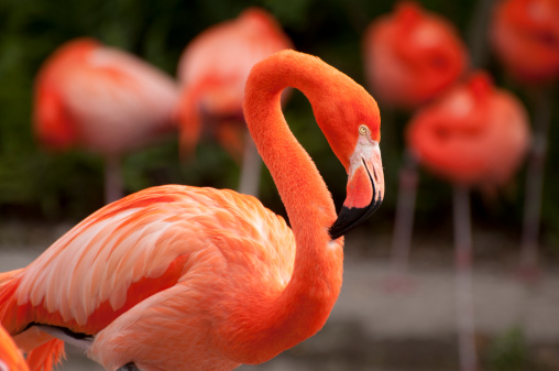A bright pink Caribbean Flamingo. Miami, Florida. January 2011