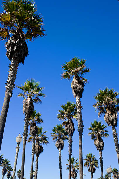 Palm trees in southern california beach town stock photo