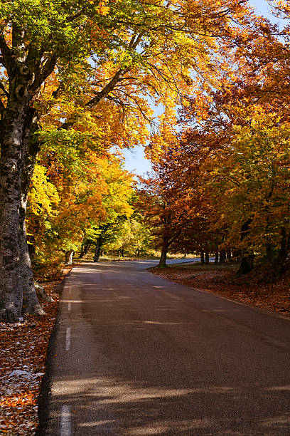 istock Indian Summer at the Mt Ventoux 157107658
