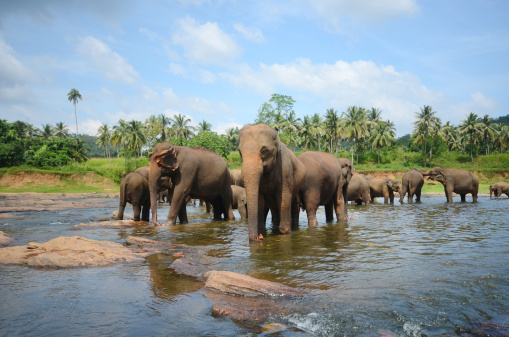 Elephant park in Pinnawala, Sri Lanka. There are about 150 elephants lives in Pinnawala elephant park