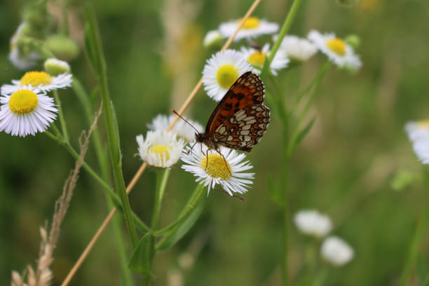 istock False heath Fritillary butterfly on fleabane daisy 1571083183