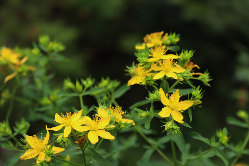 Close-up of St. John's wort yellow flowers on dark background. Hypericum perforatum plant in bloom