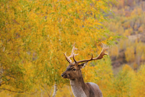 fallow deer stag ( dama dama ) over beautiful autumn forest background