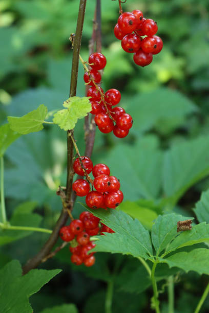 istock Close-up of red currant bush with red ripe fruitis 1571090965