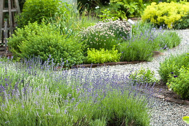 Herb Garden stock photo