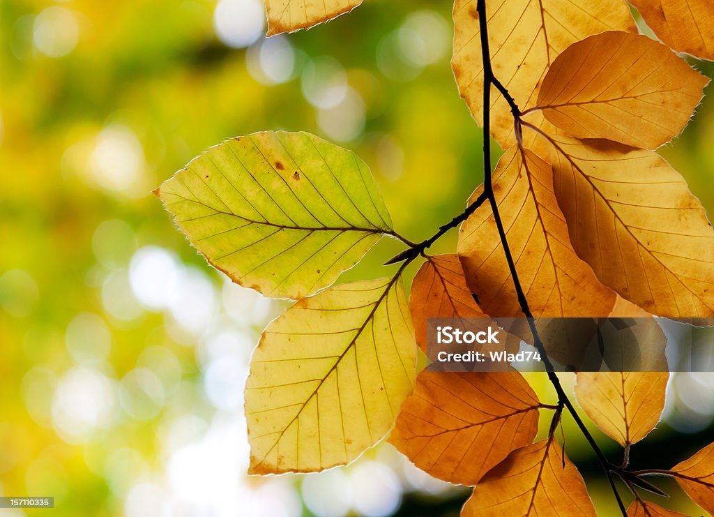 Faia outono folhas na floresta - Royalty-free Amarelo Foto de stock