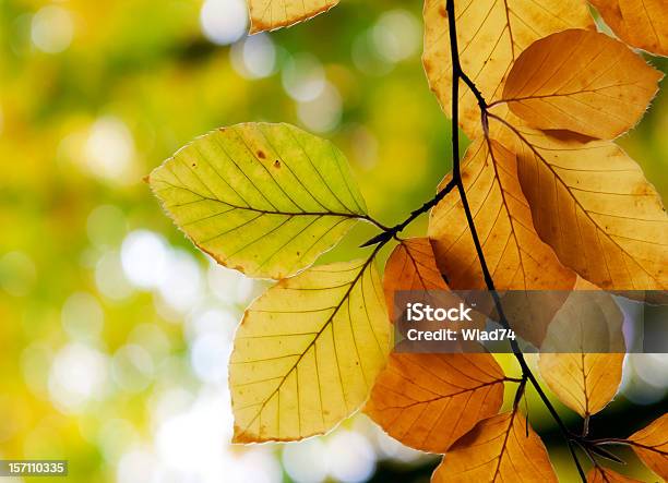 Faia Outono Folhas Na Floresta - Fotografias de stock e mais imagens de Amarelo - Amarelo, Beleza natural, Castanho