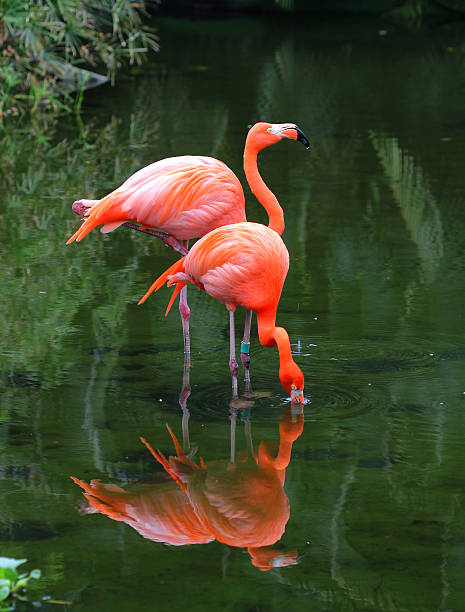 istock Two pink flamingos in the water 157110915