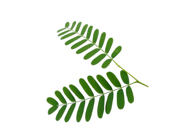 istock Green leaf on white background. Plant with green leaves 1571115523