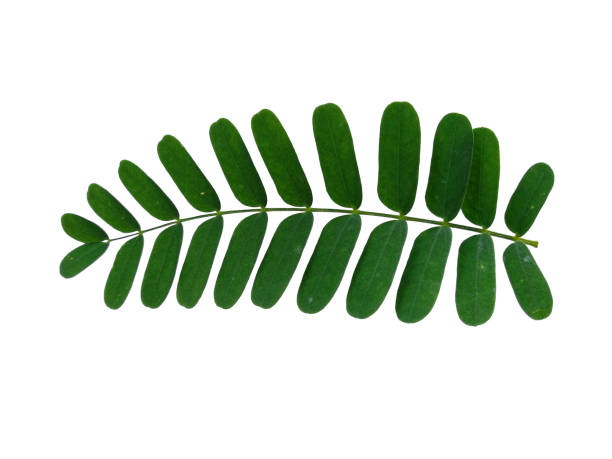 istock Green leaf on white background. Plant with green leaves 1571115815