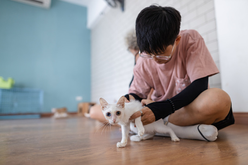 Young volunteer playing with a rescue cat with different colored eyes (heterochromia iridum) at Homeless and Disabled Pet Shelter in Hanoi, Vietnam
