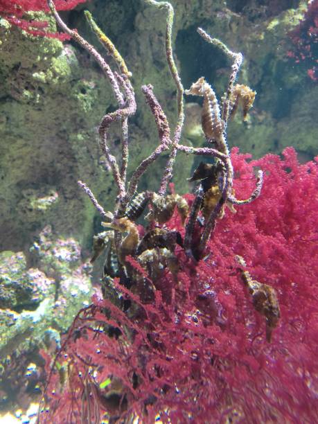 istock Beautiful colorful fish, corals 1571135986