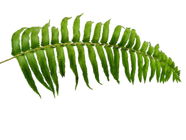 istock Green leaf texture. Polypodiophyta green leaves isolated on white background. Plants with green leaves. Green leaf pattern background 1571138220