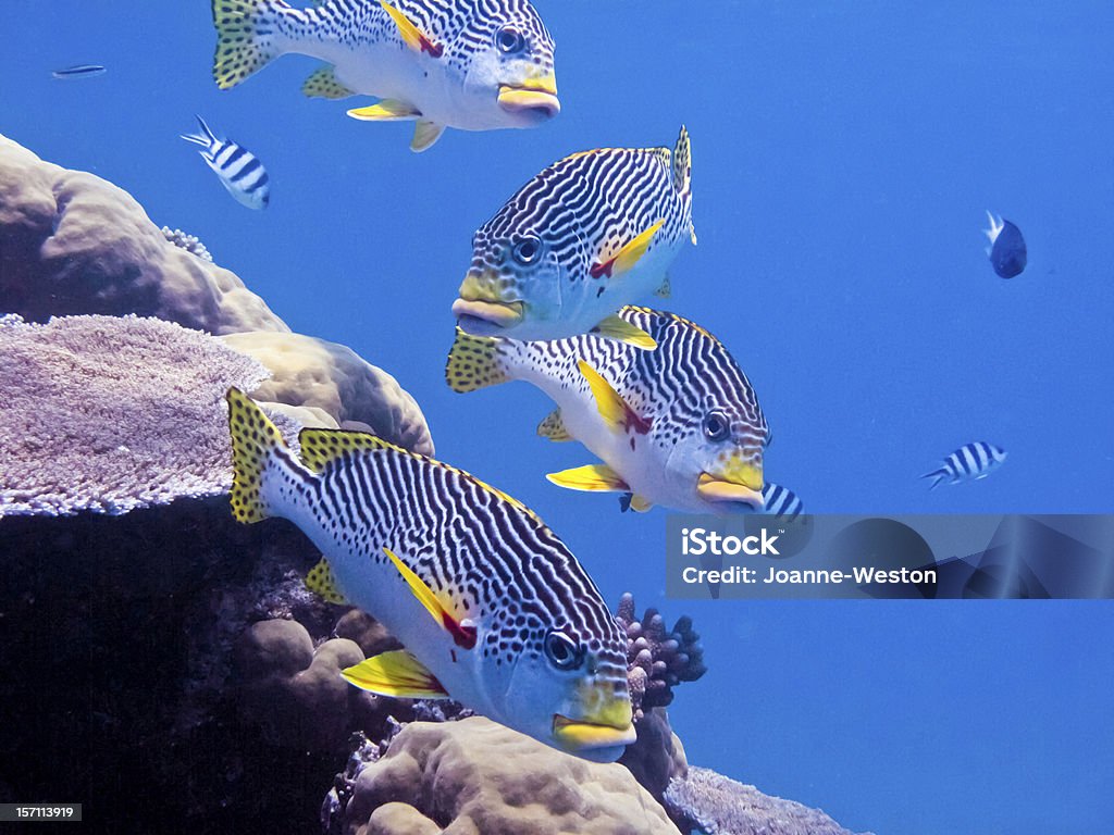 Colorful sweetlip on the reef Boldly colored diagonal banded sweetlip on Australia's great barrier reef. Australia Stock Photo