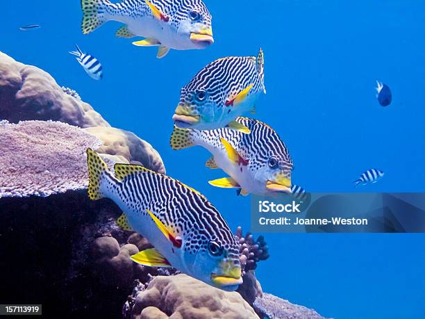 Colorful Sweetlip On The Reef Stock Photo - Download Image Now - Australia, Fish, Multi Colored