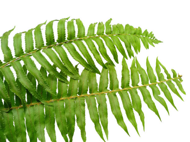 istock Green leaf texture. Polypodiophyta green leaves isolated on white background. Plants with green leaves. Green leaf pattern background 1571141965