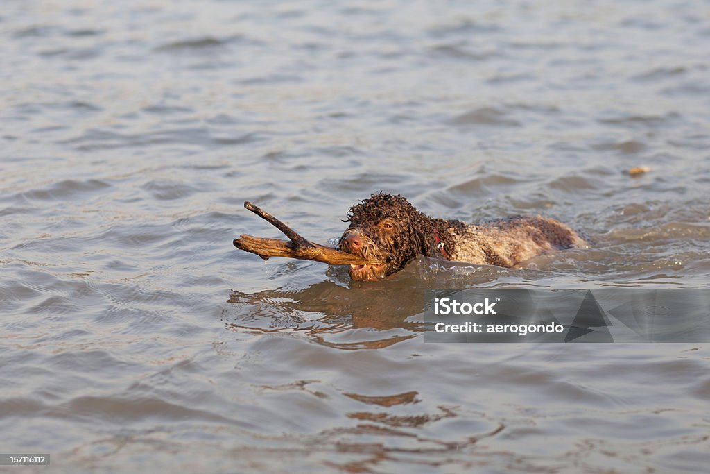 Perro fetching barra del lago - Foto de stock de Adulto libre de derechos