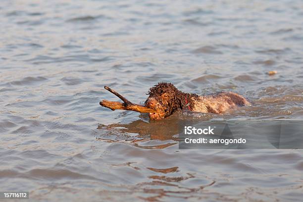 Perro Fetching Barra Del Lago Foto de stock y más banco de imágenes de Adulto - Adulto, Agua, Aire libre