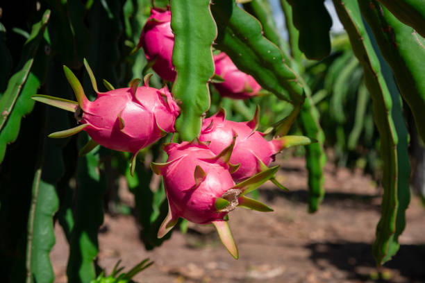 Dragon fruit on the dragon fruit tree waiting for the harvest in the agriculture farm at asian, plantation dragon fruit. Dragon fruit on the dragon fruit tree waiting for the harvest in the agriculture farm at asian, plantation dragon fruit. pitaya stock pictures, royalty-free photos & images