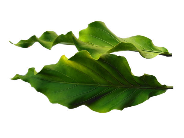 istock Anthurium Plowmanii leaf on white background. Wave of Love tree isolated on white background. Green leaf or green leaves 1571184634