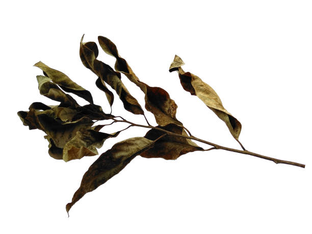 istock Brown leaf background. Old leaf texture. Dry brown leaves. Old leaf on white background 1571196783