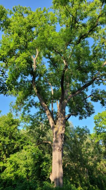 istock Oak tree with its branches sprawling outwards and filled with lush green foliage. 1571212559