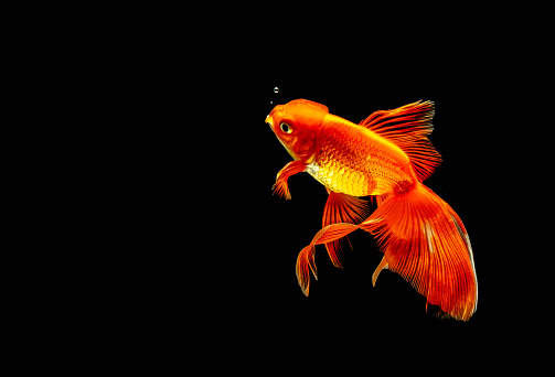 goldfish isolated on a dark black background