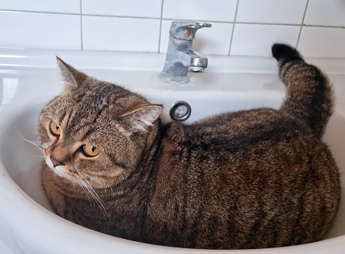 Funny tabby cat lays in bathroom