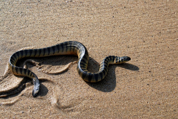 istock Poisonous sea snake Hydrophis curtus on sea sand 1571238850