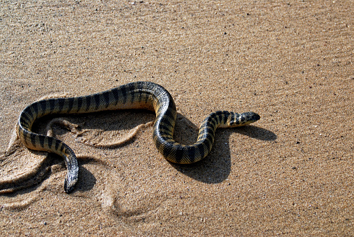 Poisonous sea snake lapemis curtus at beach of Kunkeshwar taluka Devgad district Sindhudurga state Maharashtra