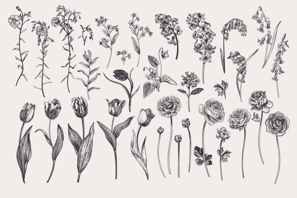 Set with spring and summer flowers. Garden plants. Vector illustration. Tulips, hyacinths, flax, ranunculus, hyacinthoides. Black and white.