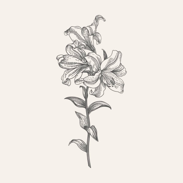 königliche lilie. schwarz und weiß - royal botanical garden stock-grafiken, -clipart, -cartoons und -symbole
